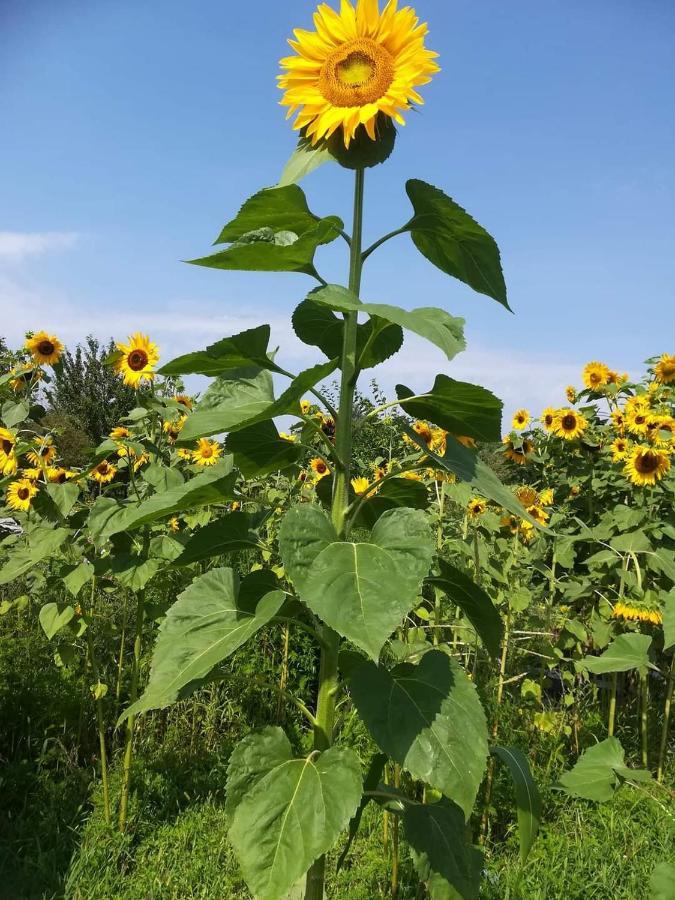 Ruralna Kuca Za Odmor Pozojova Hiza - Rural Holiday House Lopatinec Bagian luar foto