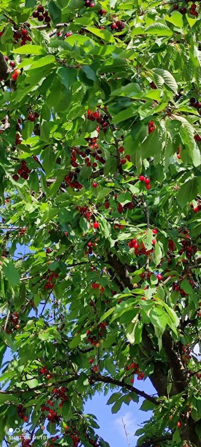 Ruralna Kuca Za Odmor Pozojova Hiza - Rural Holiday House Lopatinec Bagian luar foto